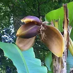 住宿加早餐酒店 梅森马泽兰德住宿加早餐旅馆 Cirey-sur-Vezouze