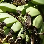 梅森马泽兰德住宿加早餐旅馆 住宿加早餐酒店 Cirey-sur-Vezouze