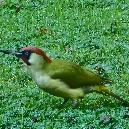梅森马泽兰德住宿加早餐旅馆 住宿加早餐酒店 4*