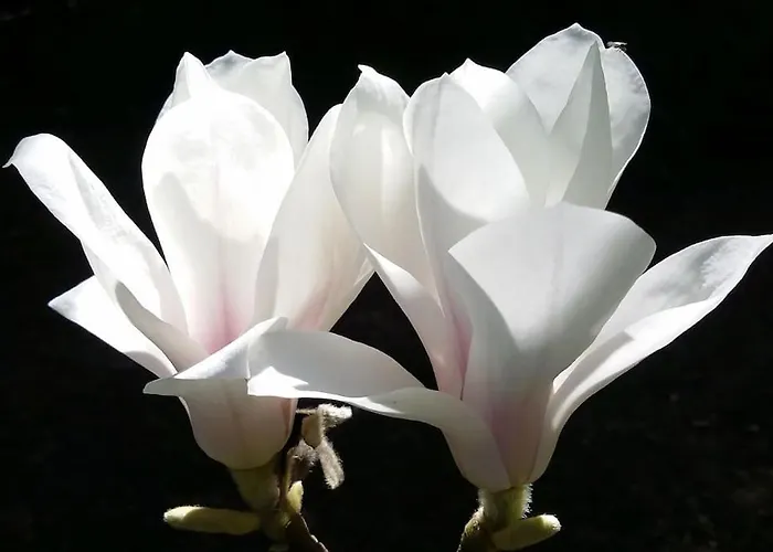 梅森马泽兰德住宿加早餐旅馆 住宿加早餐酒店