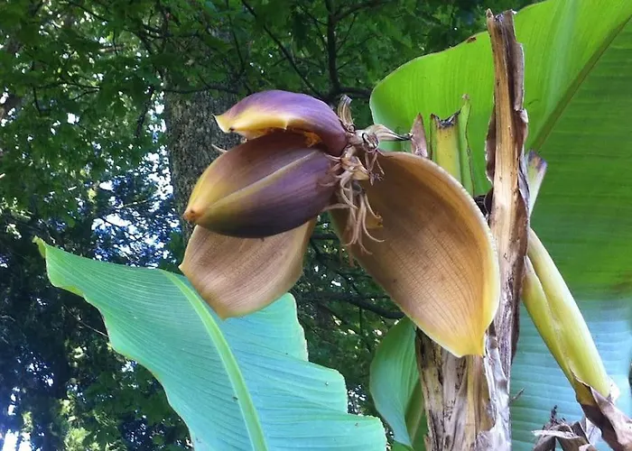 Bed & Breakfast Maisonmazerand Cirey-sur-Vezouze