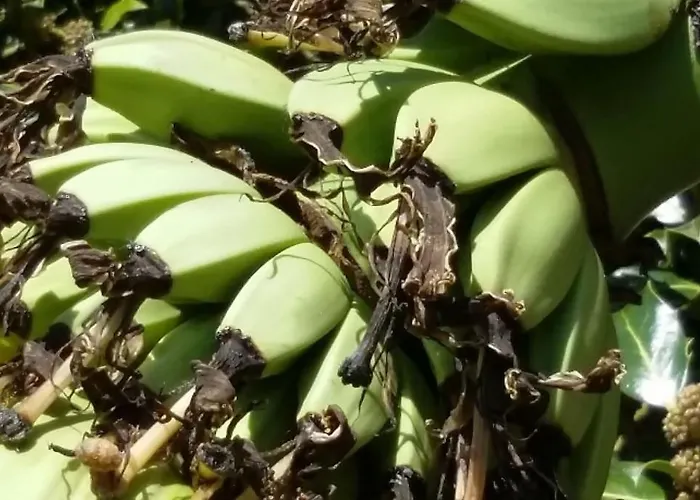 梅森马泽兰德住宿加早餐旅馆 住宿加早餐酒店 Cirey-sur-Vezouze