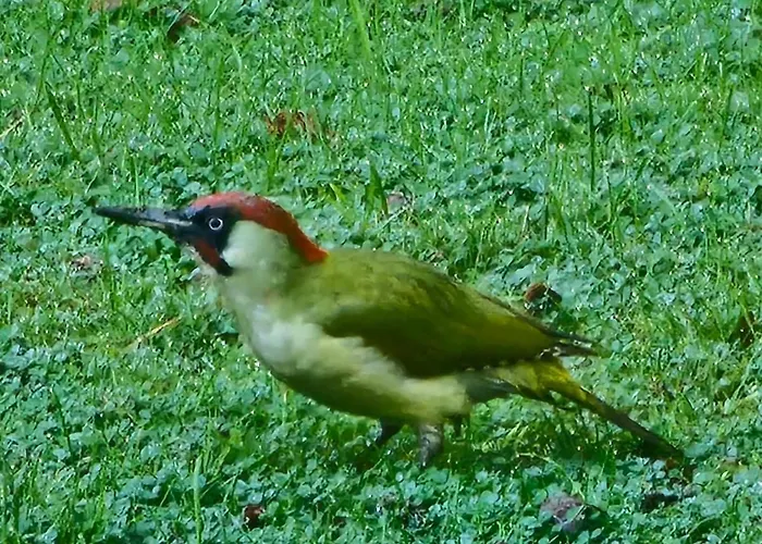 梅森马泽兰德住宿加早餐旅馆 住宿加早餐酒店 4*
